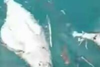 Ikan Mati Terapung di Perairan Selatan Sumba Tengah (Foto: Umbu Sorung/Savanaparadise.com)