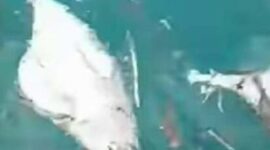 Ikan Mati Terapung di Perairan Selatan Sumba Tengah (Foto: Umbu Sorung/Savanaparadise.com)