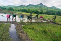 Anggota Satgas Yonif 743 Pos Baen Bersama Masyarakat menanam padi di Sawah. (Foto: Dok. Satgas Yonif 743)