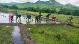 Anggota Satgas Yonif 743 Pos Baen Bersama Masyarakat menanam padi di Sawah. (Foto: Dok. Satgas Yonif 743)