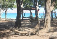  komodo atau Varanus komodoensis adalah spesies endemik yang hidup secara liar di Pulau Komodo dan Pulau sekitarnya. Hewan purba yang sudah ada sejak 40 juta tahun sebelum masehi ini semakin lama spesies ini terancam oleh dampak perubahan iklim. Komodo telah berpindah kategori dari "Rentan" menjadi "Terancam Punah" dalam Daftar Merah IUCN pada bulan September 2021.