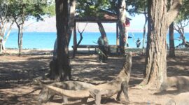  komodo atau Varanus komodoensis adalah spesies endemik yang hidup secara liar di Pulau Komodo dan Pulau sekitarnya. Hewan purba yang sudah ada sejak 40 juta tahun sebelum masehi ini semakin lama spesies ini terancam oleh dampak perubahan iklim. Komodo telah berpindah kategori dari 
