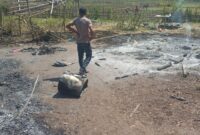 Tampak abu dan puing-puing bekas kebakaran dua pondok sawah(Foto: Chen Rasi/Savanaparadise.com)