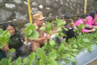 Kapolsek Ndona, Iptu I Gede Wisna, Camat Ndona, Ketua Bhayangkari Ranting Ndona, Ny. Esty. Gede Wisna sedang panen sayur sawi di Pekarangan Pangan Lestari (Foto:Chen Rasi/Savanaparadise.com)