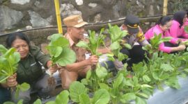 Kapolsek Ndona, Iptu I Gede Wisna, Camat Ndona, Ketua Bhayangkari Ranting Ndona, Ny. Esty. Gede Wisna sedang panen sayur sawi di Pekarangan Pangan Lestari (Foto:Chen Rasi/Savanaparadise.com)