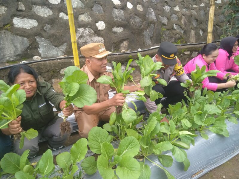 Kapolsek Ndona, Iptu I Gede Wisna, Camat Ndona, Ketua Bhayangkari Ranting Ndona, Ny. Esty. Gede Wisna sedang panen sayur sawi di Pekarangan Pangan Lestari (Foto:Chen Rasi/Savanaparadise.com)