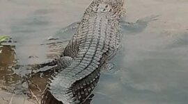 Warga temukan Buaya di Kali Ndondo, Kecamatan Kotabaru,Kabupaten Ende (Foto: Us Pero)